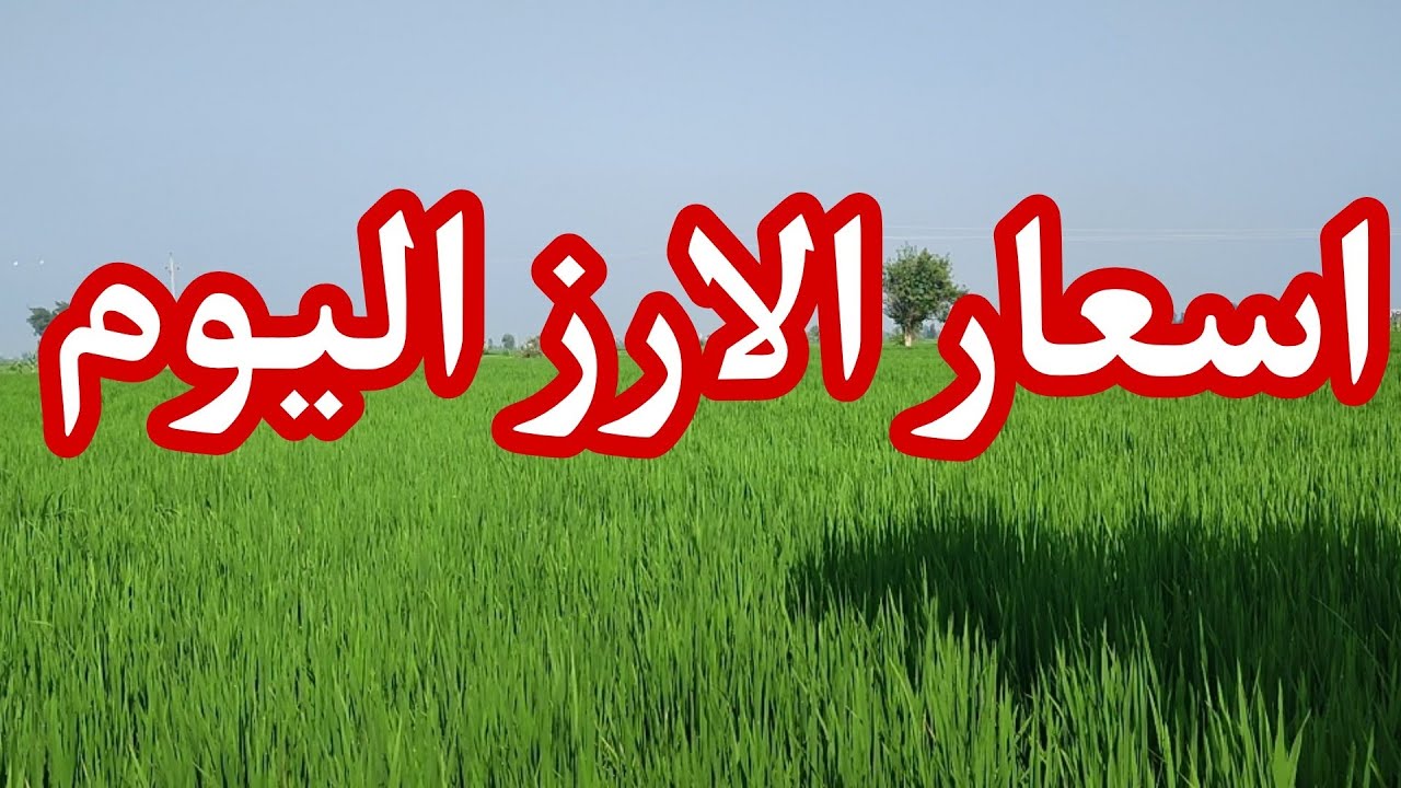 سعر طن الأرز الشعير في مصر