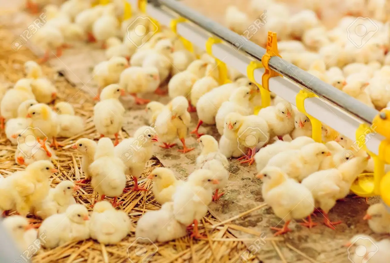 127762888 indoors chicken farm chicken feeding farm for growing broiler chickens.webp