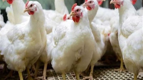 لف وارجع تانى...نزول أسعار الدواجن والبيض اليوم السبت ٢٥ يناير شوف وصلت لكام 2 909