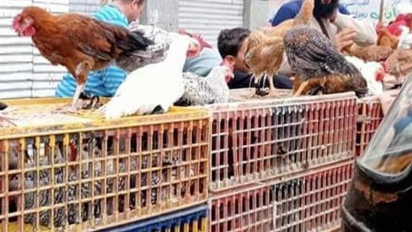 قبل يوم واحد من عيد القيامة أسعار الدواجن والبيض تفاجئ الجميع شوف الكيلو بكام النهارده٢٠٢٥/٤/١٨ 2 886